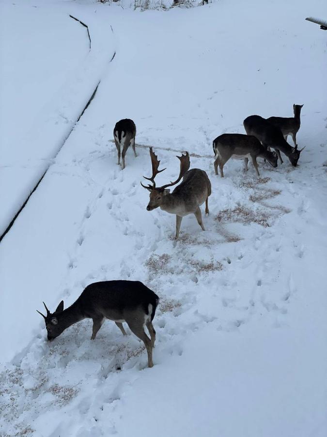 Arciau Gamtos Anyksciai Villa Kurkliai Kültér fotó
